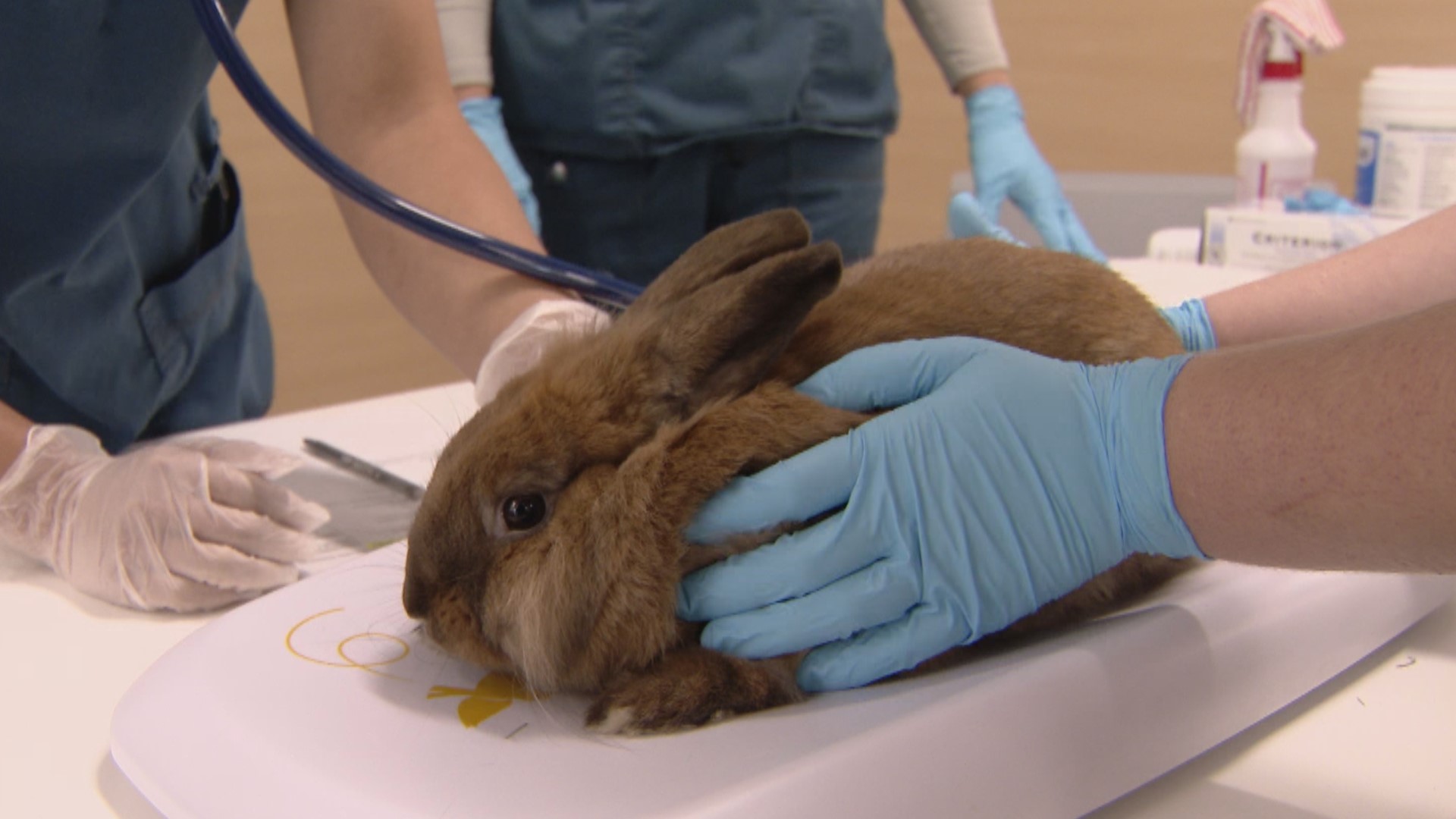 Deadly rabbit disease confirmed in northern Minnesota
