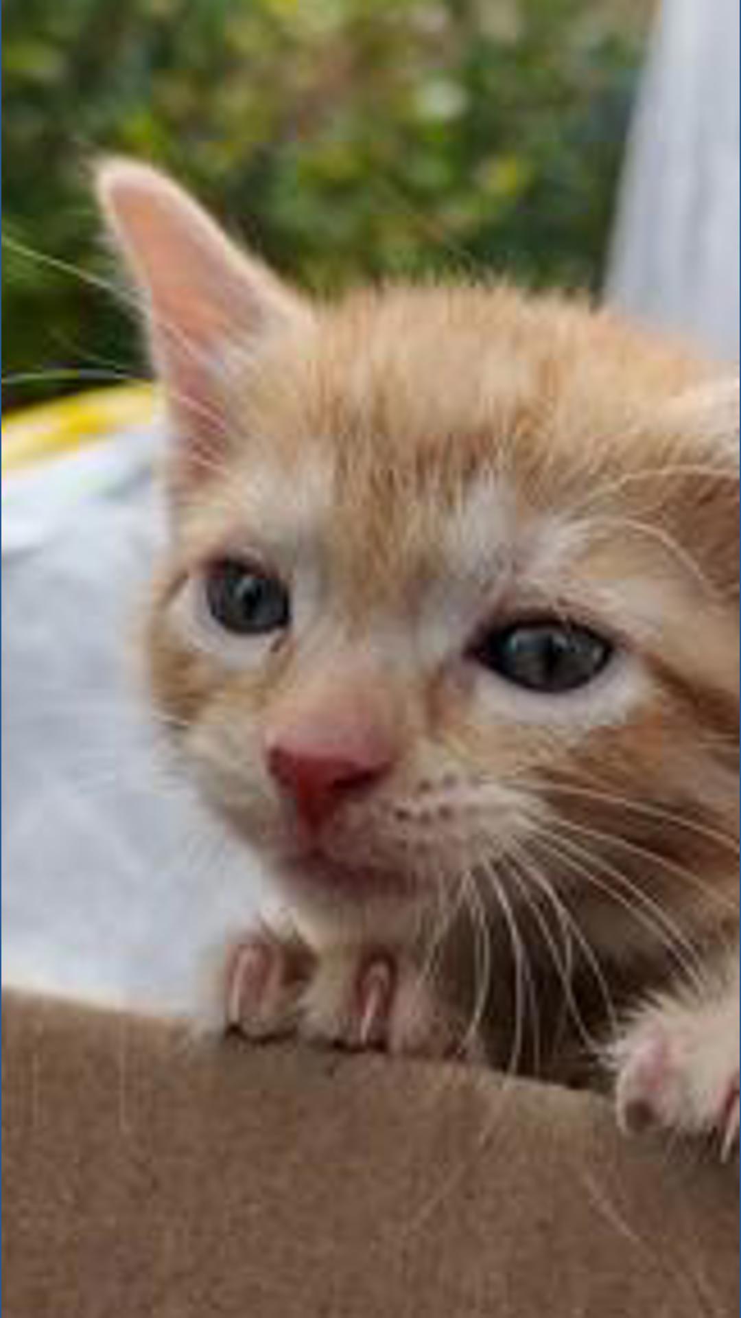 The Bond Between hosts kitten surrender event