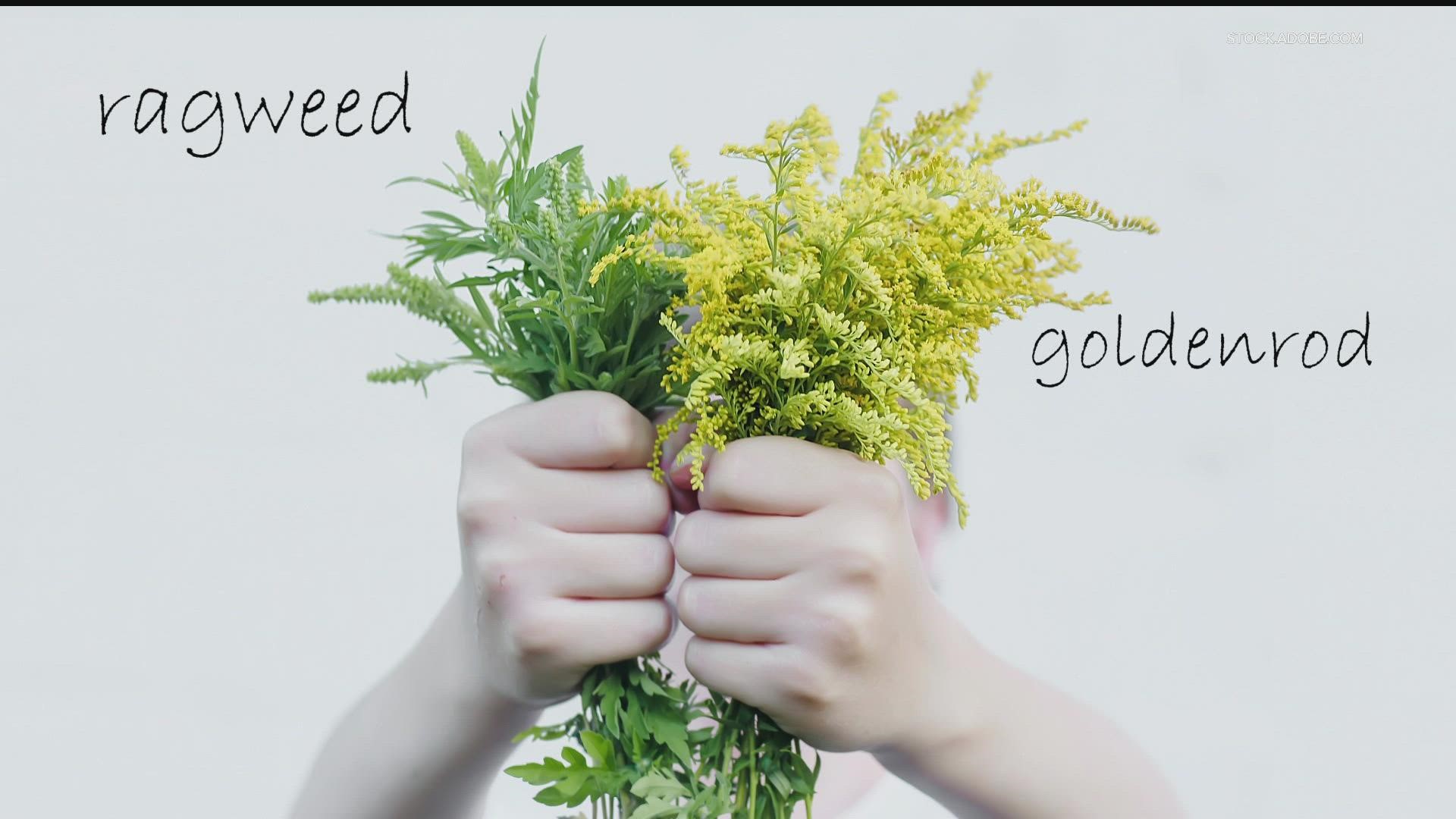 People often confuse goldenrod with ragweed, but one can be a problem for people with allergies.