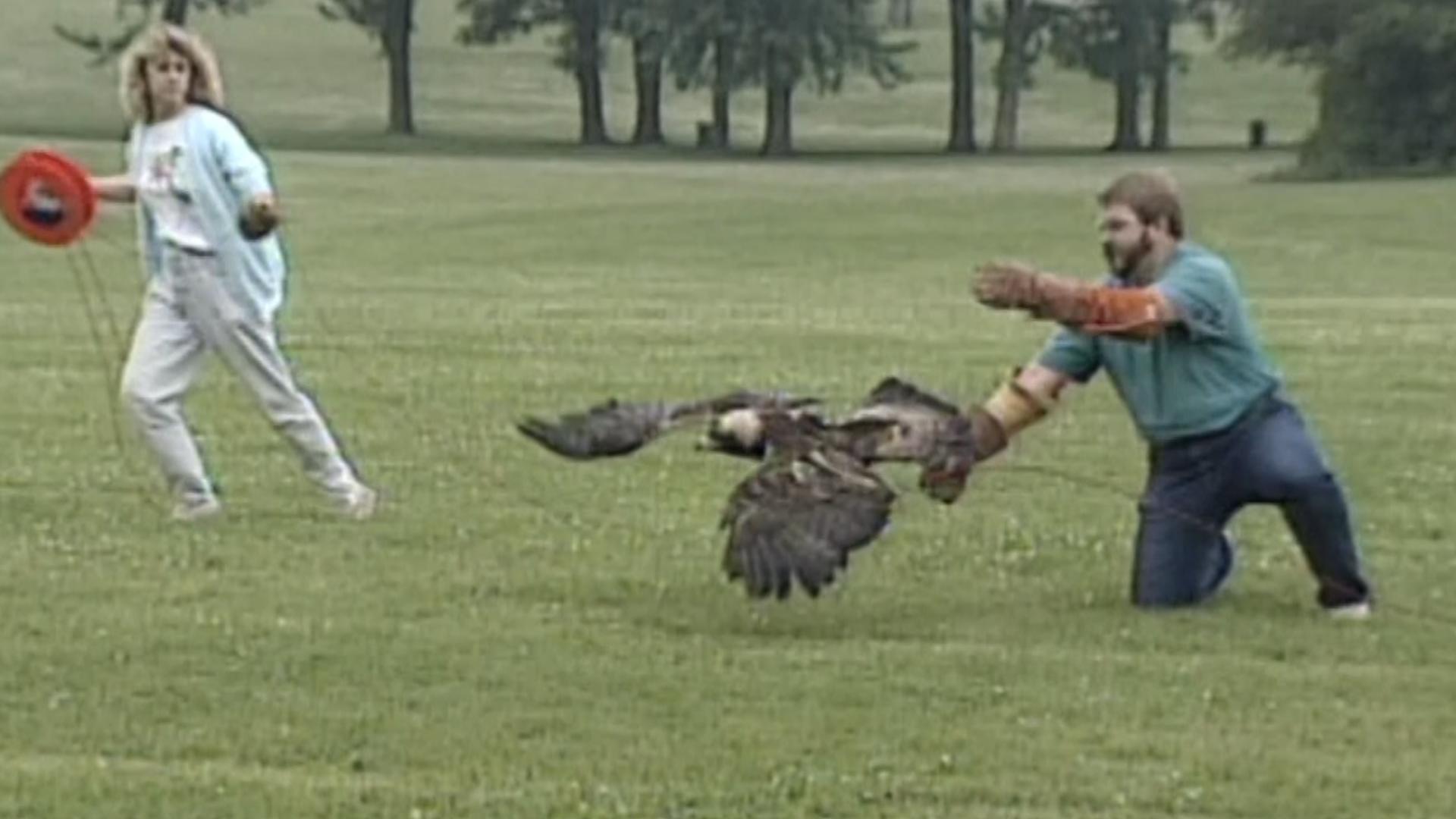 Paloma, the golden eagle, returns to the sky near Babcock, Wisconsin, after recovering from a gunshot wound at the University of Minnesota.