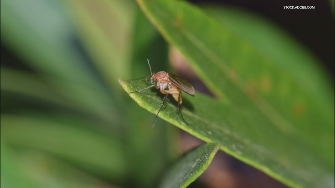 Fungus gnats - How to identify and get rid of (2022)