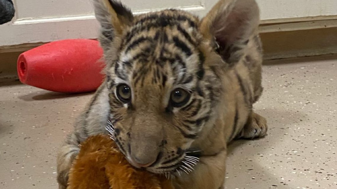 Duke the rescued Bengal tiger cub finds new home in Colorado