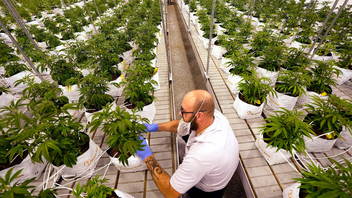 Marijuana advocates look to next states: Minnesota, Hawaii - Vimarsana News