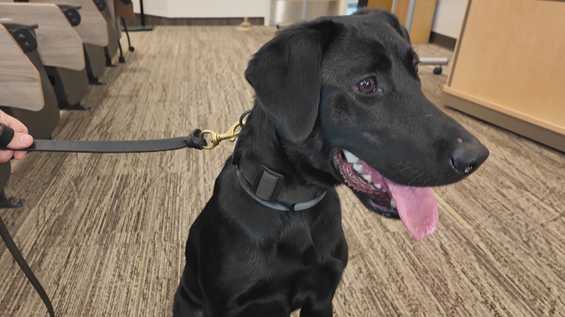 Minnesota BCA trains K9 teams to sniff out electronic devices