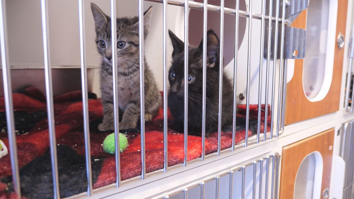 Pet owners seek help as SNAP uncertainty grows