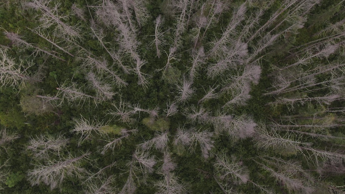 How a small beetle and warming winters are devastating tamaracks - Vimarsana News