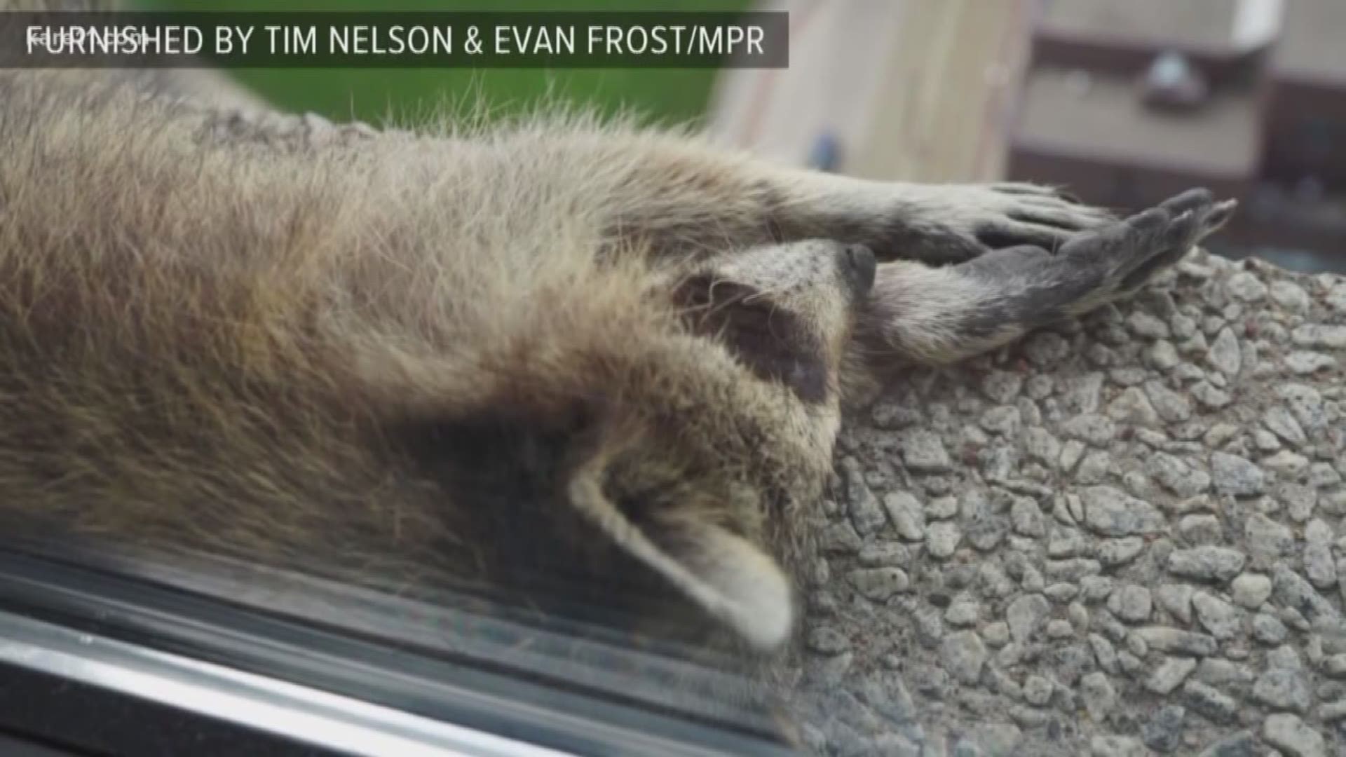 After captivating the world, the #mprraccoon has made it to the roof of the UBS Tower in St. Paul. KARE 11's Ellery McCardle has an update on how it's doing: https://kare11.tv/2t2t9iL