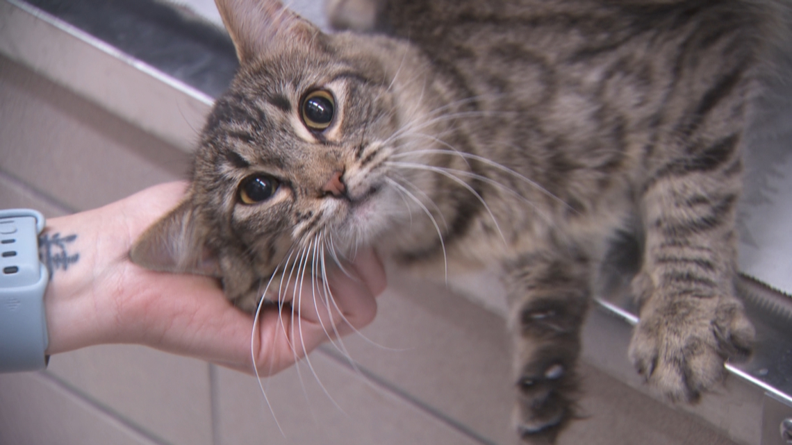 61 cats rescued from home near wildfire in northern Minnesota