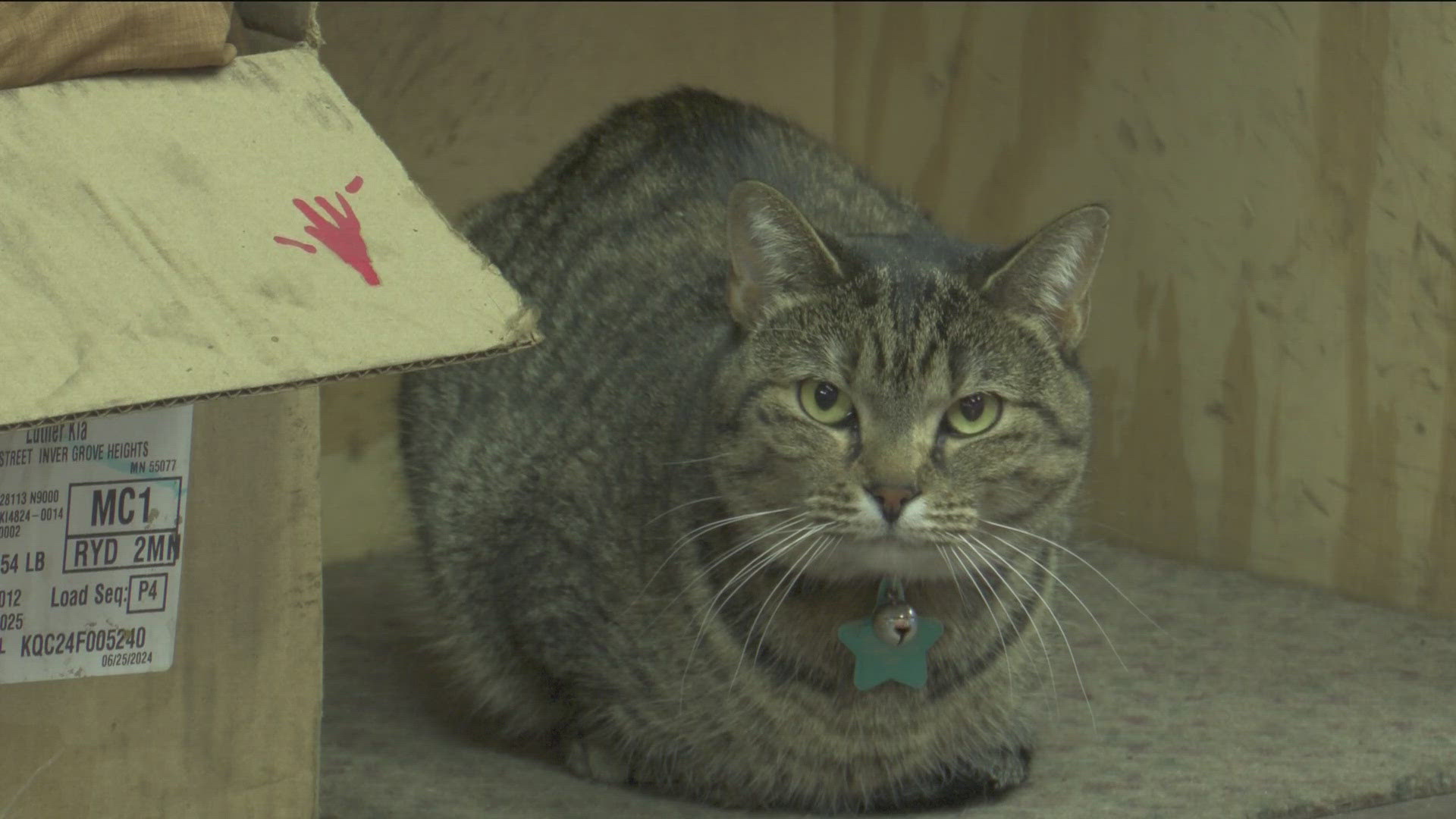 The St. Paul repair shop hosts cats in the waiting room to improve the happiness of the clients and employees.