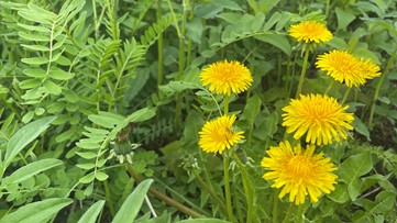 What exactly is 'No Mow May?'