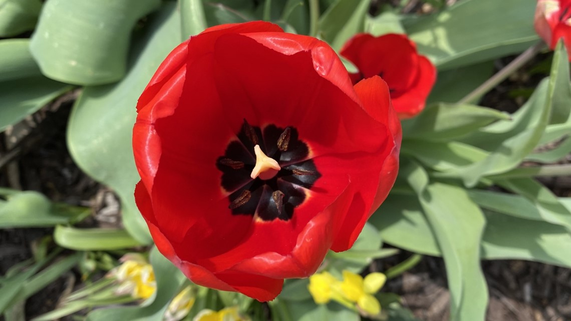What is the Minneapolis Tulip House?