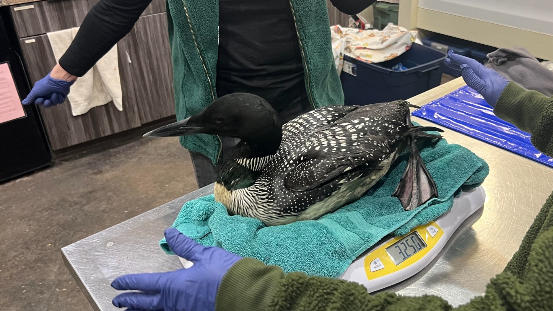 Loons crash landing in northern Wisconsin due to rare weather