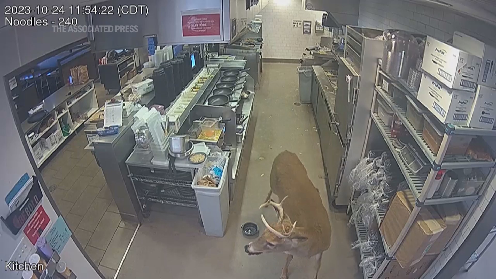 Surveillance footage shows a deer charging into a Noodles & Company in Beloit, Wisconsin around lunchtime, prompting diners to scatter.