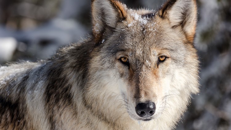 State releases updated draft gray wolf management plan