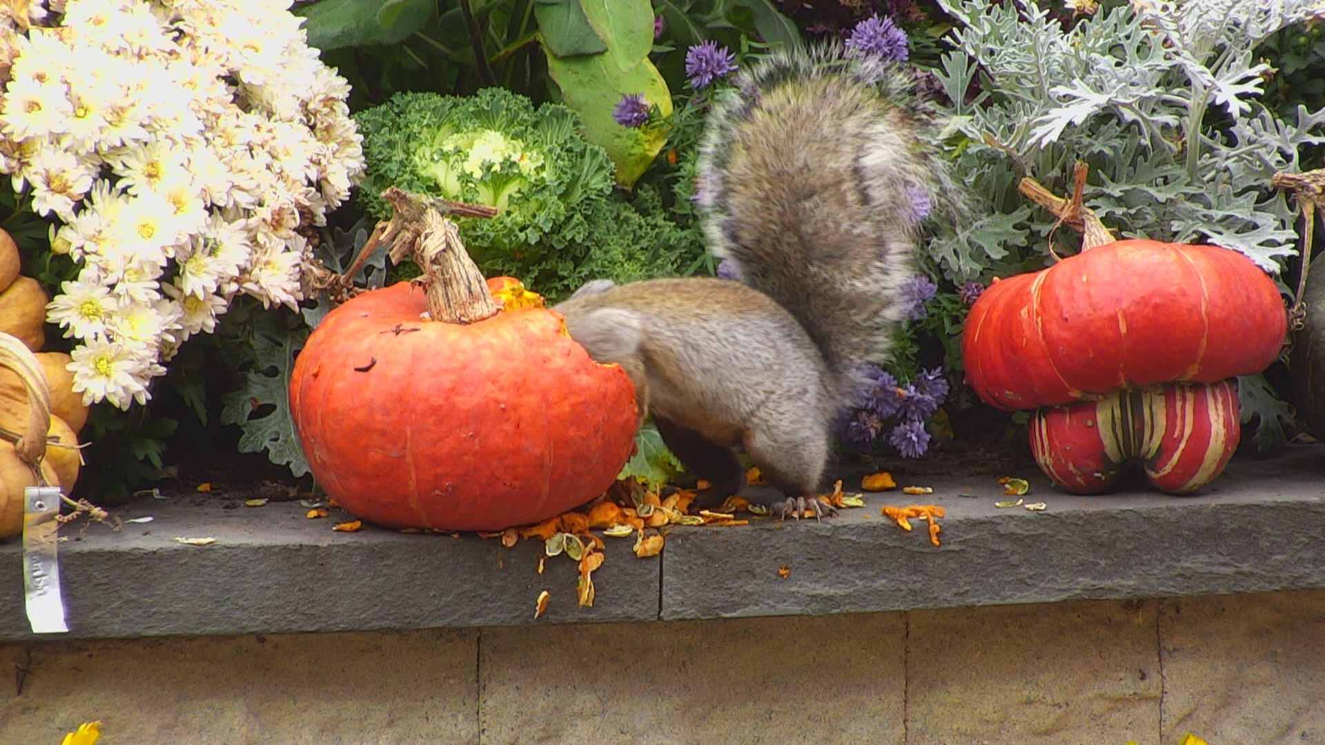 There's always a bigger squirrel... Happy Sunday from our playful backyard critters!