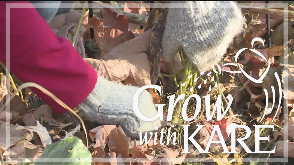 Grow with KARE: How to winterize your vegetable garden