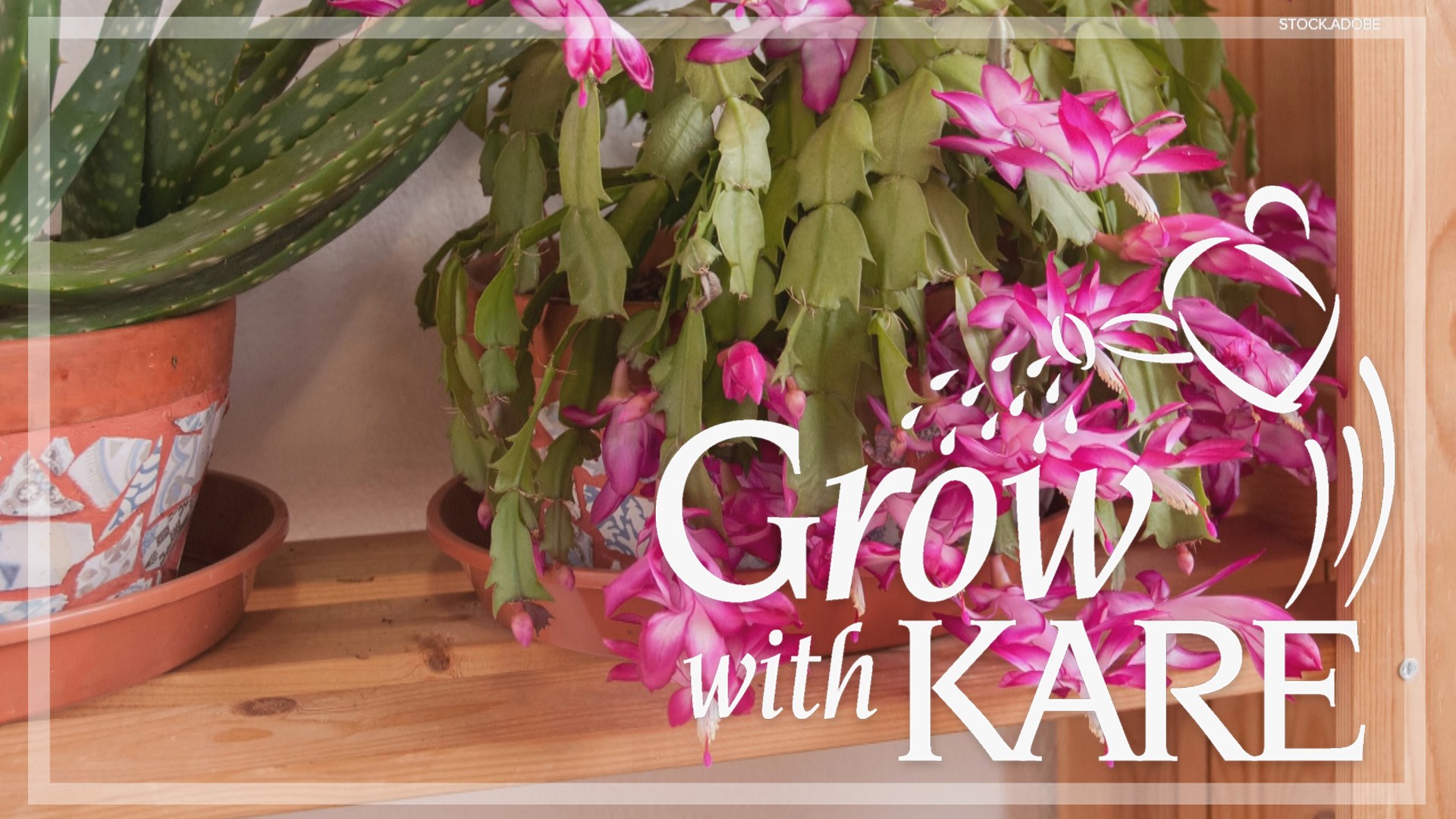 With the right preparation, a Christmas cactus is an easy to grow, low-maintenance and very rewarding plant!