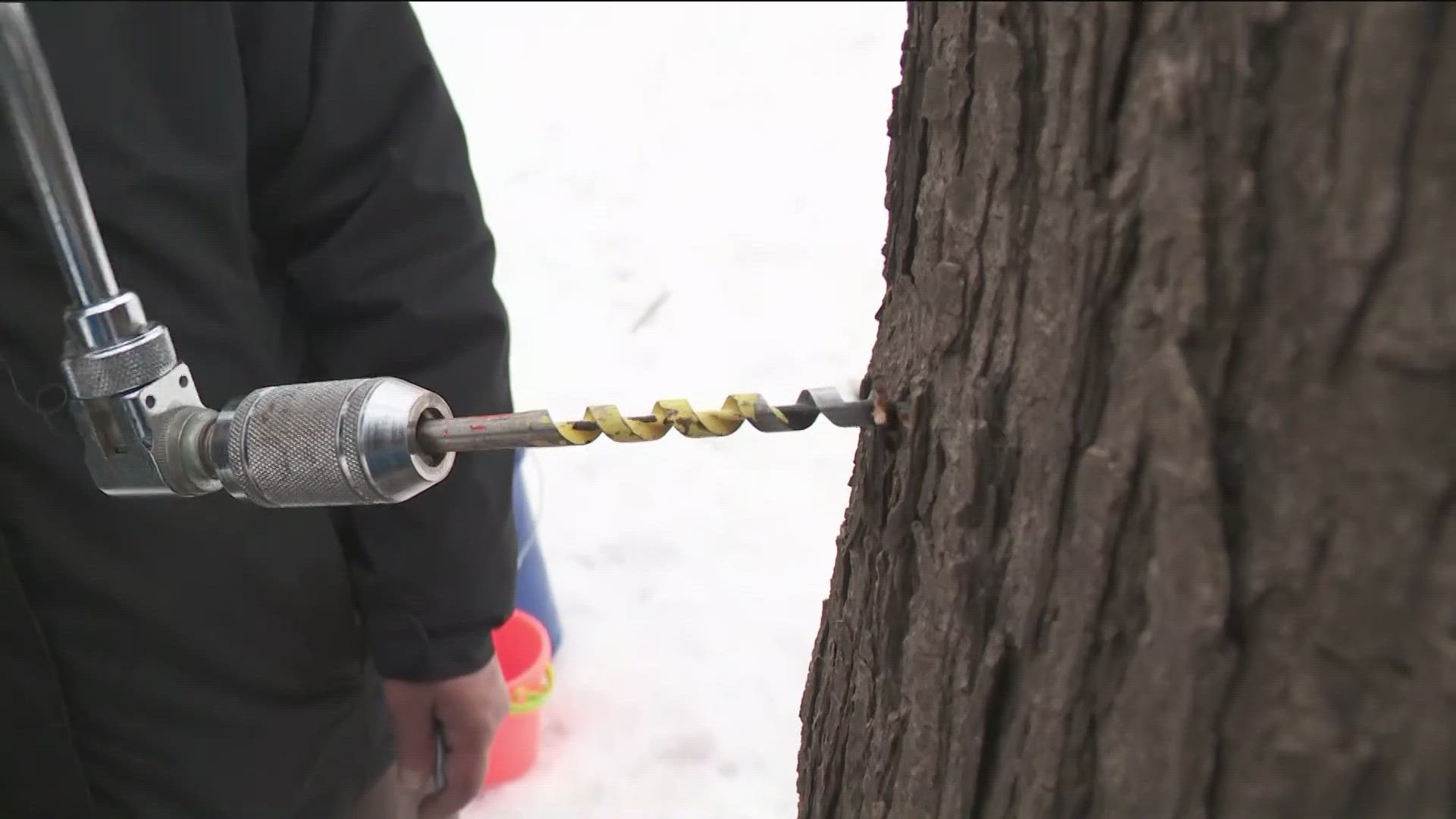 The team at Three Rivers Park District joined KARE 11 Saturday to demonstrate how to tap a maple tree and boil sap to make syrup.