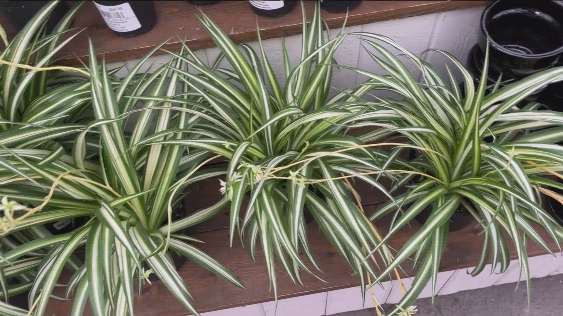 Some ideas for indoor plants that don't require a lot of sunlight.