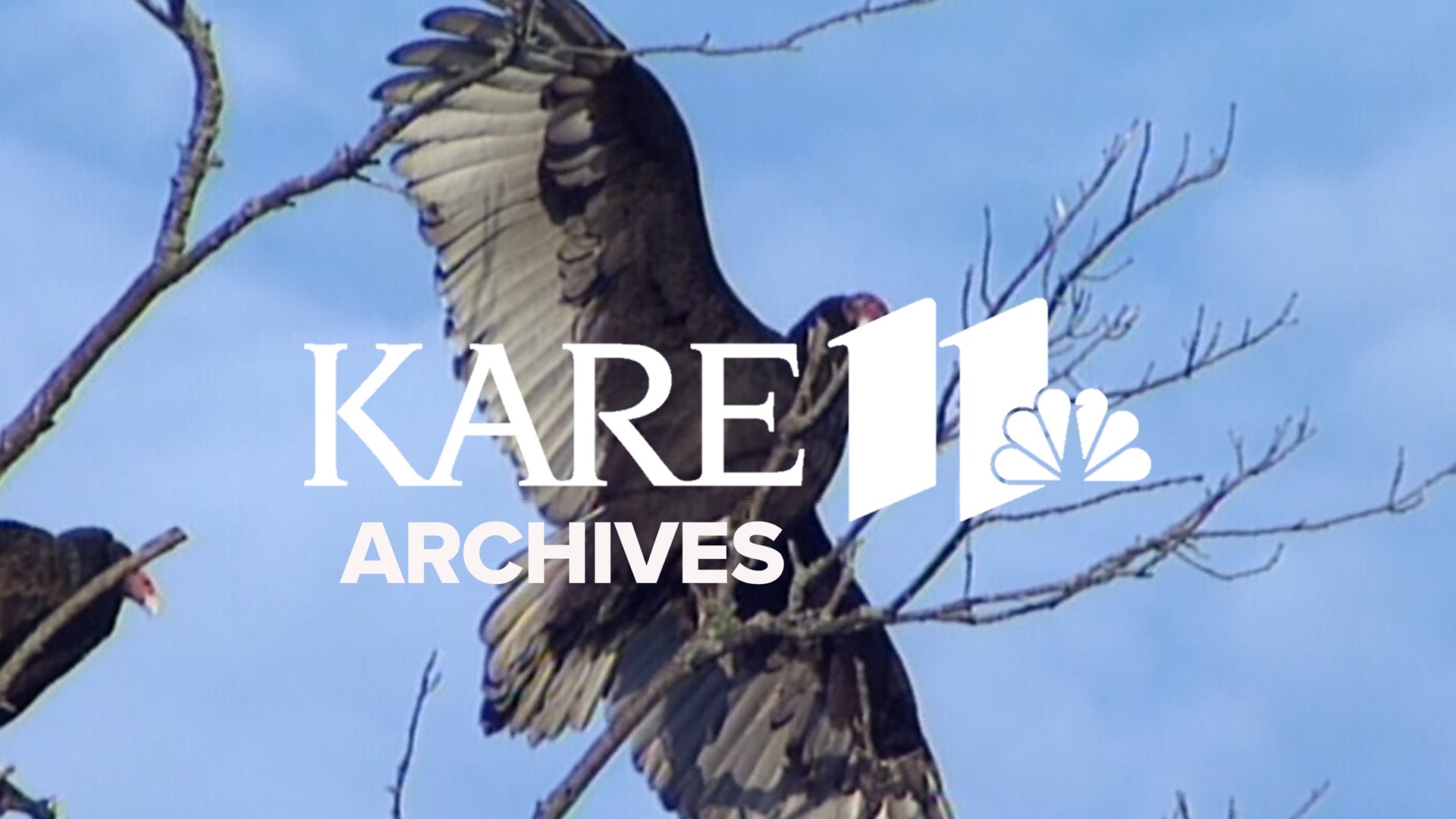 Reporter Ken Speake spends sunrise with the turkey vultures in southern Minnesota.