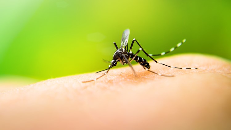 Yes, the mosquitoes are bad right now; here's why