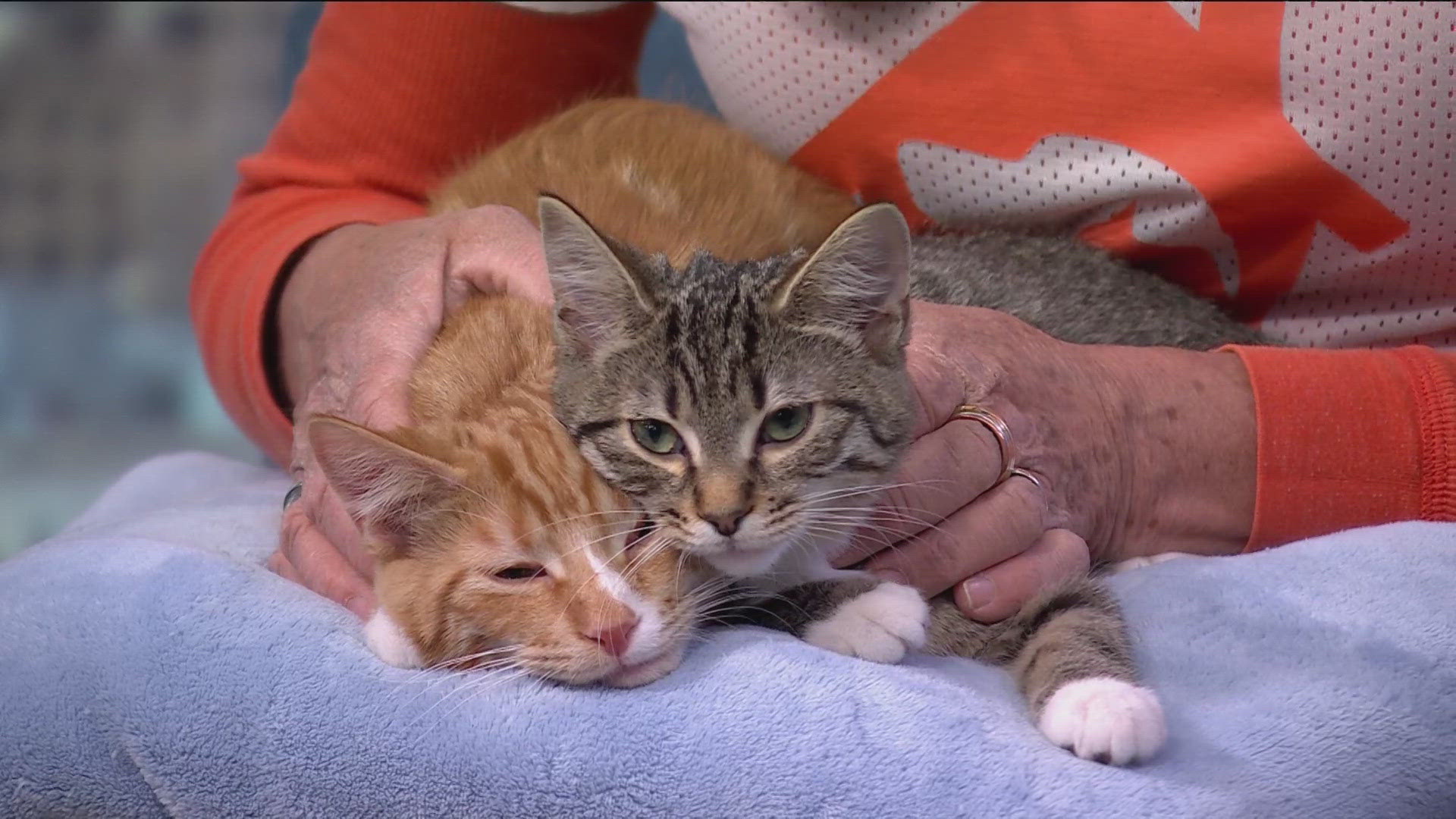 Executive Director Kerry D'Amato and kittens Maple and Alder visited KARE 11 on Sunday to give us a preview of the upcoming events.