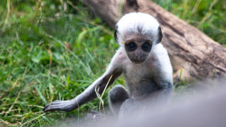 Baby Angolan Colobus monkey born at Lake Superior Zoo