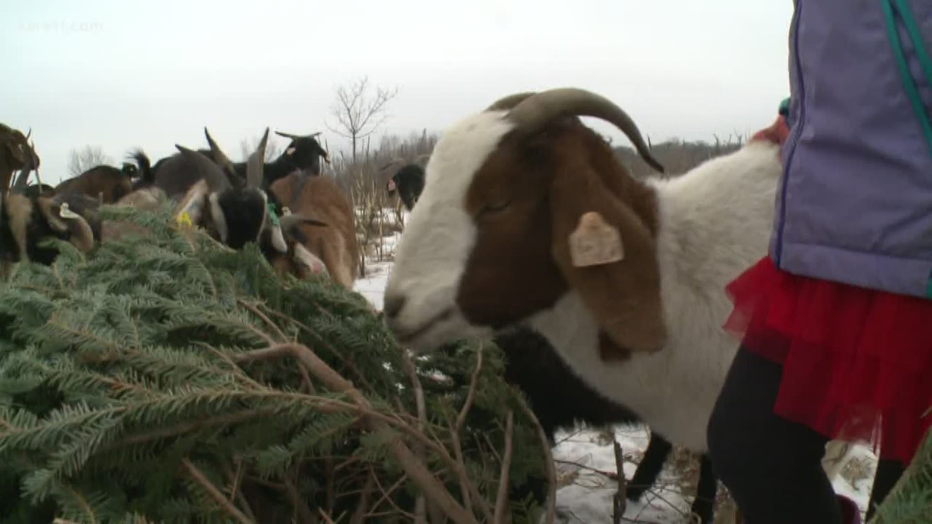 Goat Dispatch, a Minnesota goat grazing rental company, is looking for donations of Christmas trees to feed its flock.