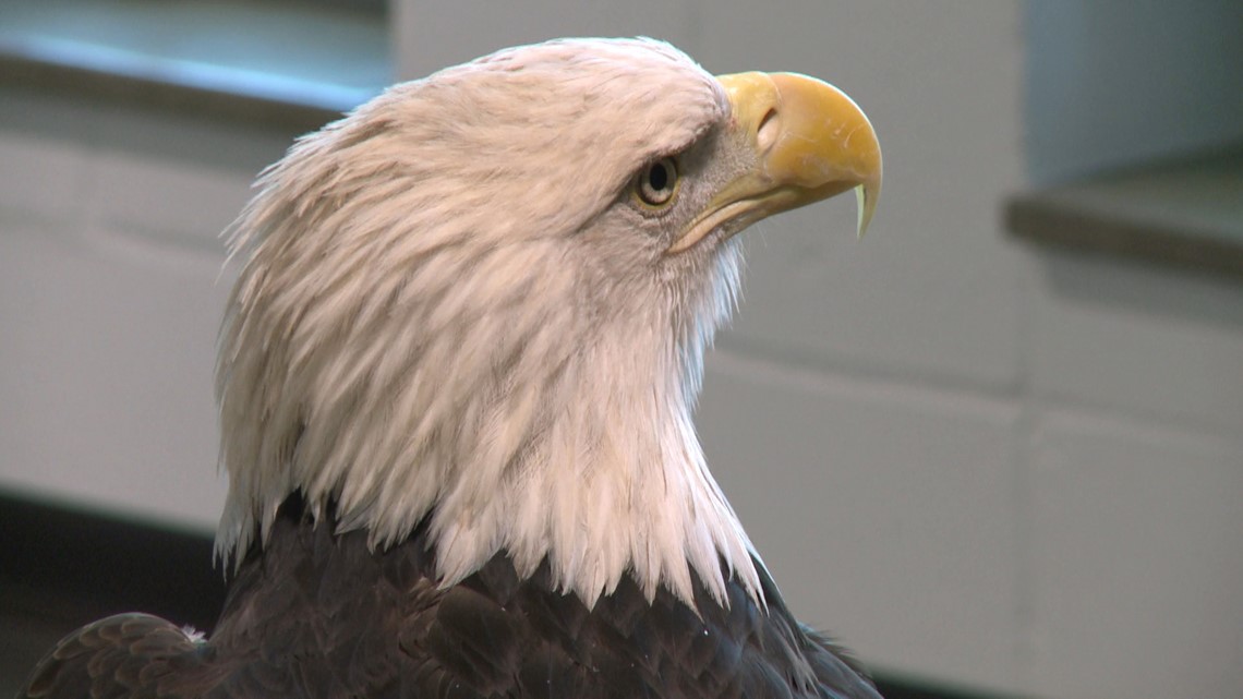 National Eagle Center reopening after expansion and renovation | kare11.com