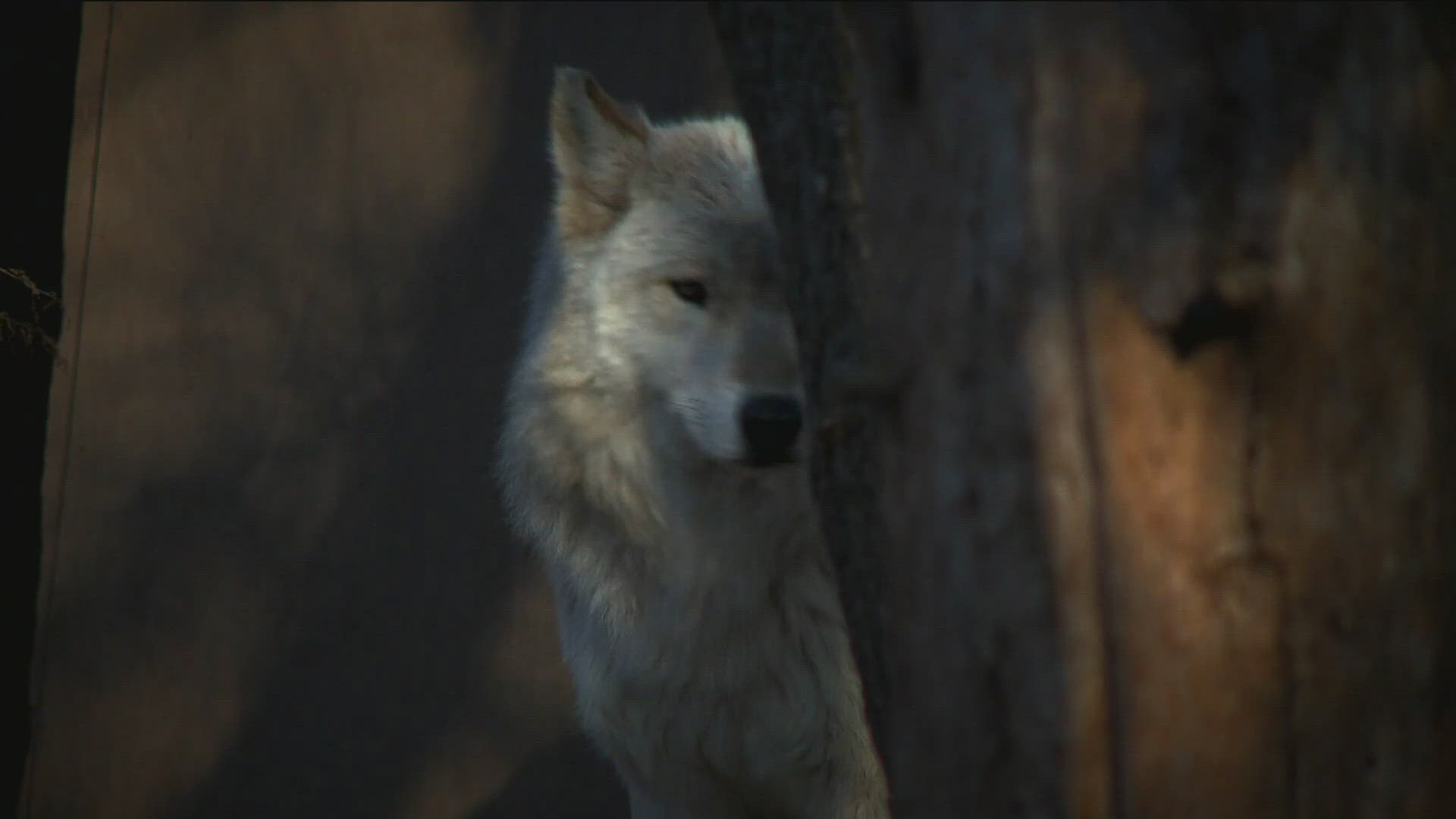 Gray Wolves are currently considered threatened in Minnesota and endangered in Wisconsin and 43 other states.