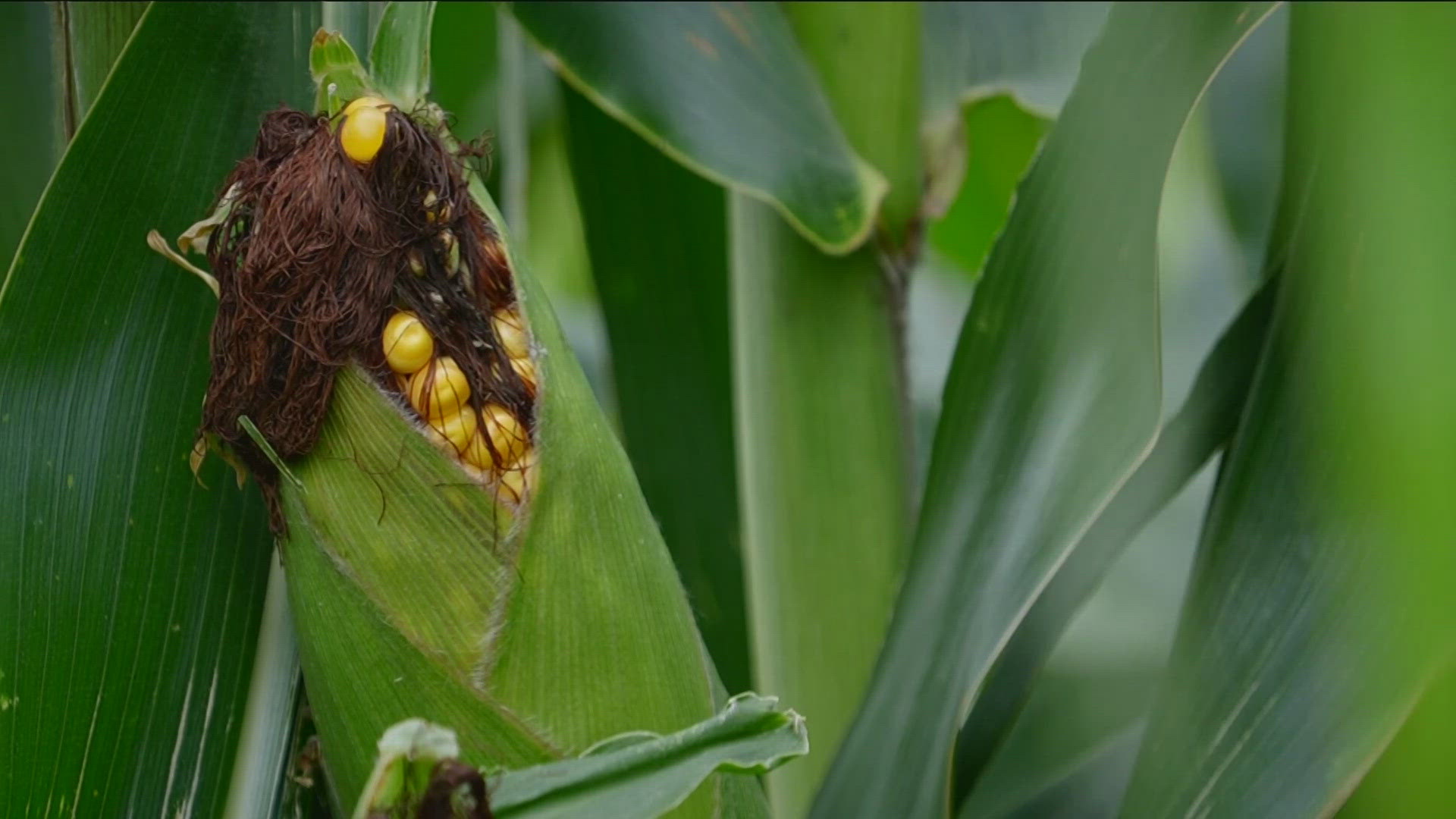 We lent an ear to the experts as they explained the science behind corn's a-maize-ing perspiring process.