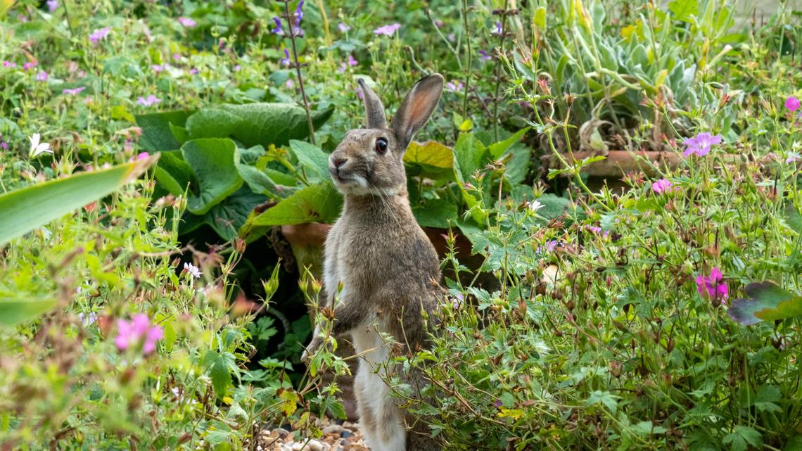 Grow with KARE: Protect your plants from rabbits this winter | kare11.com