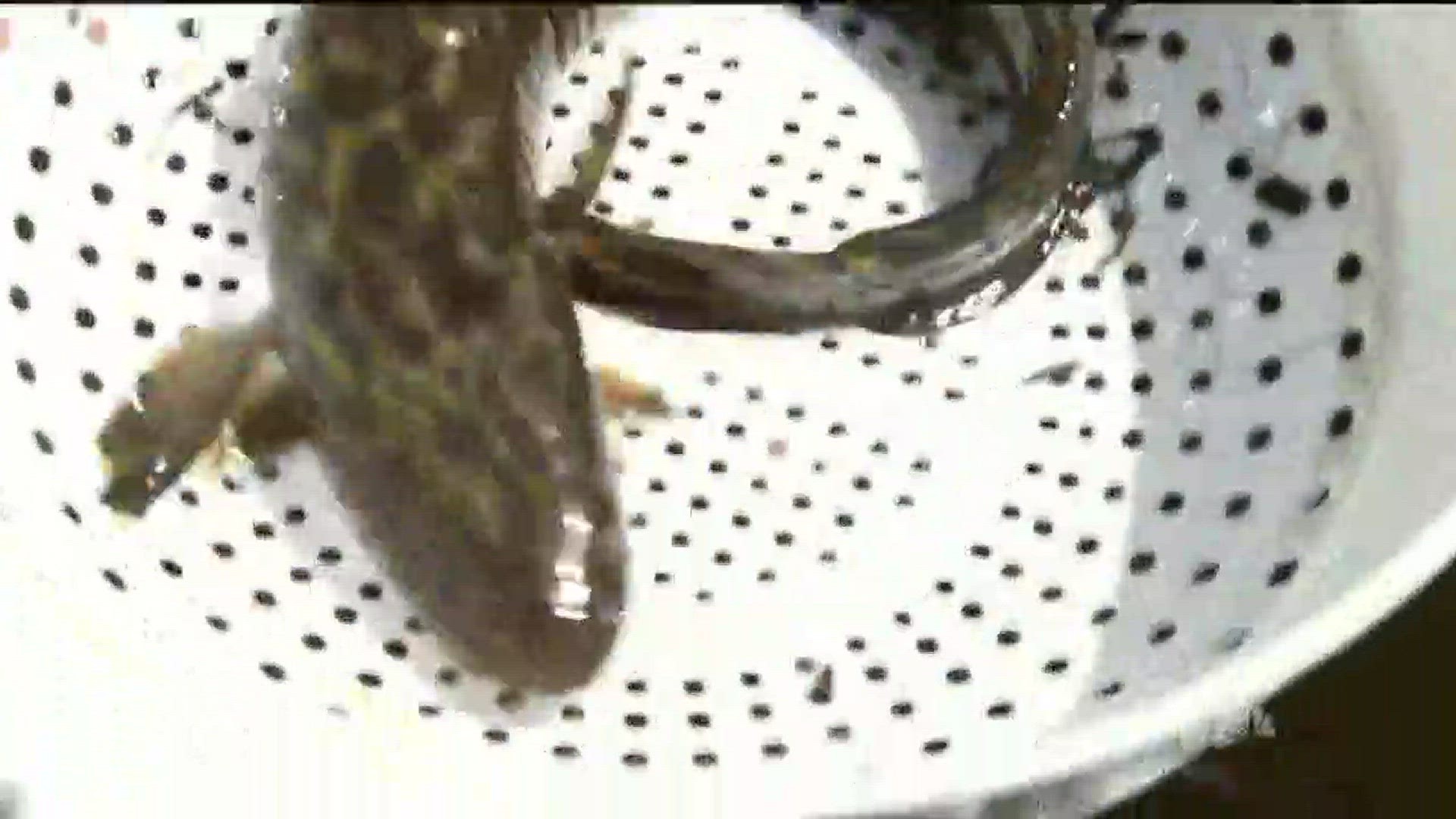 The Minnesota Pollution Control Agency is reviewing all 80 Minnesota watersheds to determine water quality. And the fish are helping. http://kare11.tv/2sYZZnf