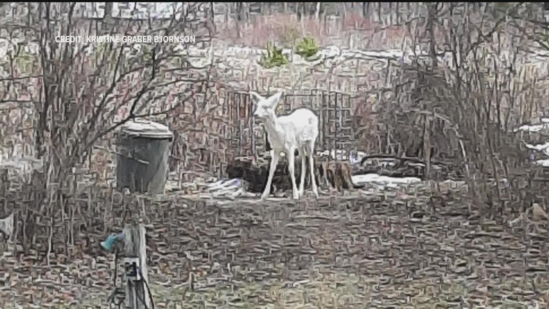 A viewer sent in video of an albino deer spotted in Spooner, Wisconsin.