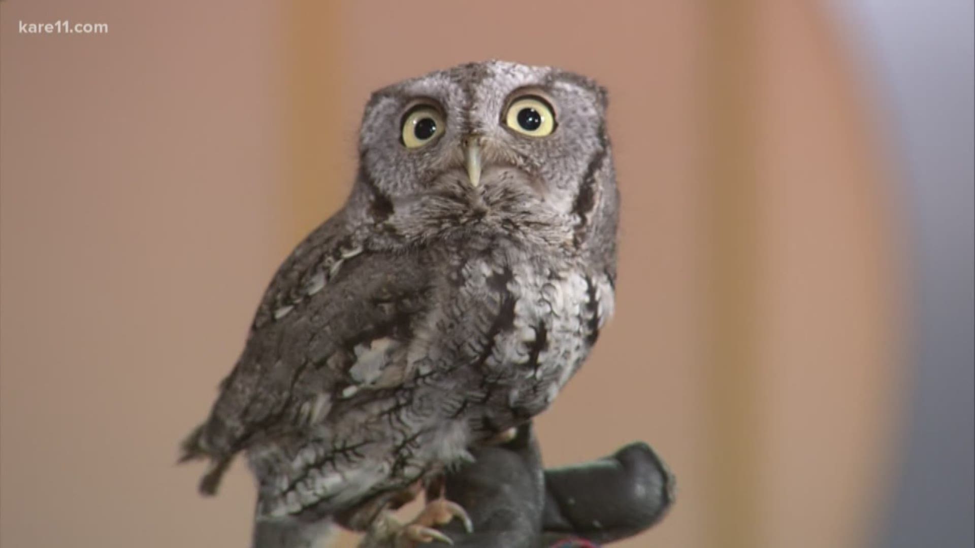 "Masters of the Sky" returns to the Carpenter Nature Center from Feb. 23-24, 2019. You can see beautiful birds of prey from around the globe!