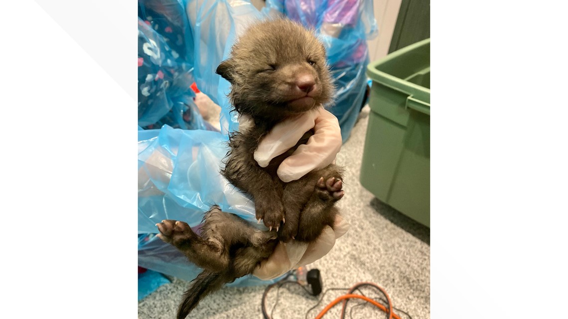 newborn red fox kits