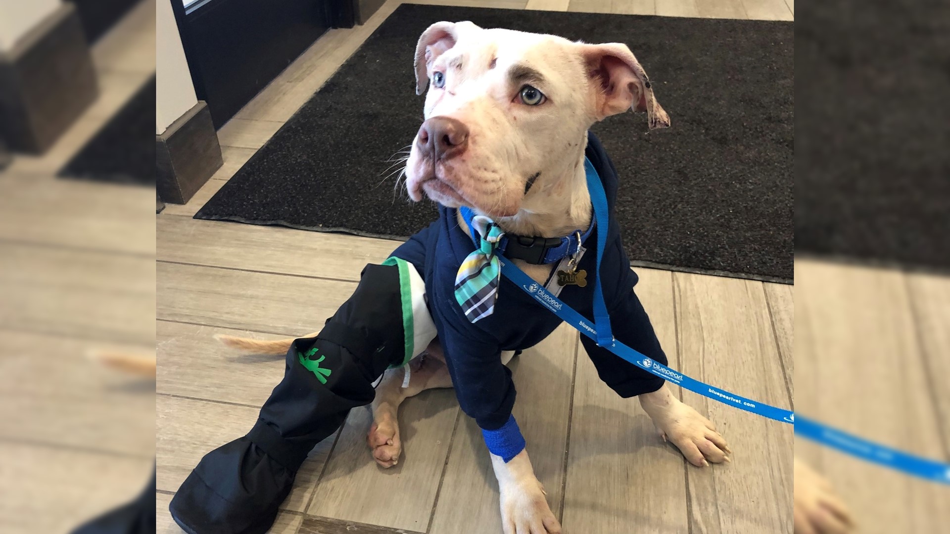 Sheriff's deputies rescue dog thrown from stolen car | kare11.com