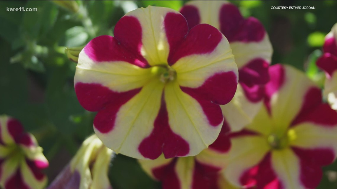 Grow with KARE Top ten annuals