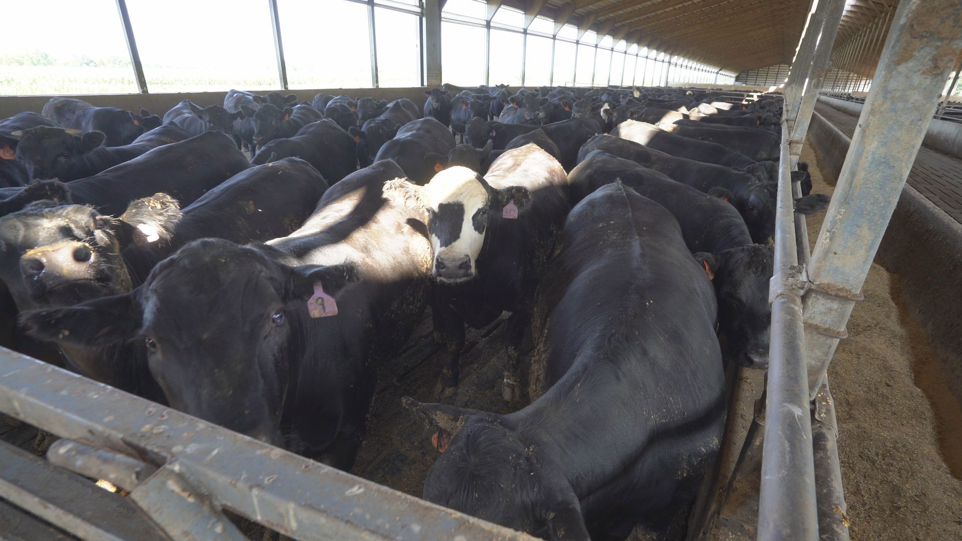 'Un-American and so hurtful': Minnesota cattleman reacts to Trump's beef import plan