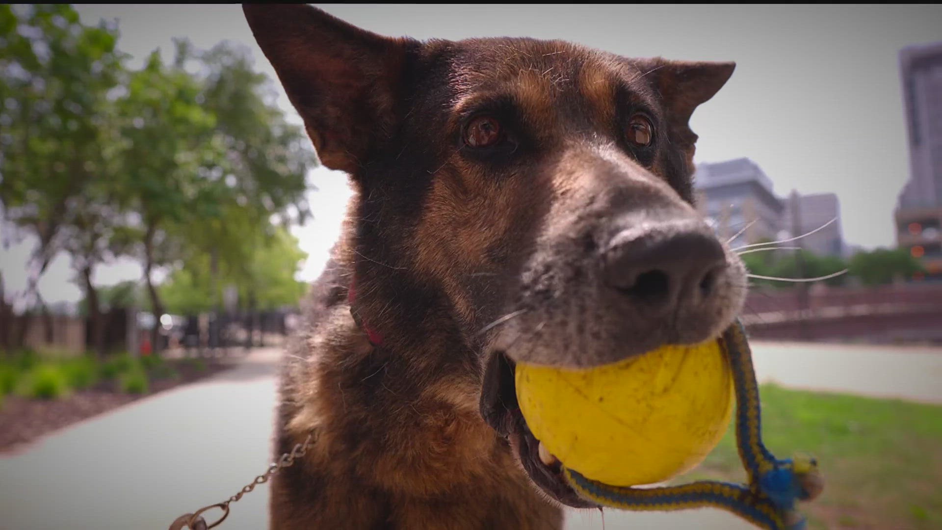 Olmsted County Sheriff’s Office hasn’t trained its dogs to detect marijuana since 2019 because it could compromise narcotics searches.