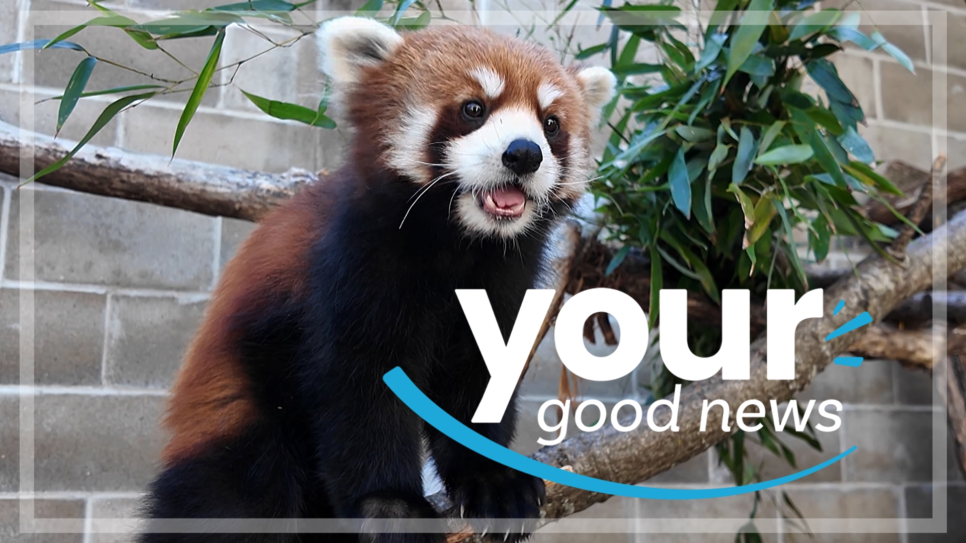 Rena brightens your week with red pandas, Paige Bueckers and the winning MN sports scene.