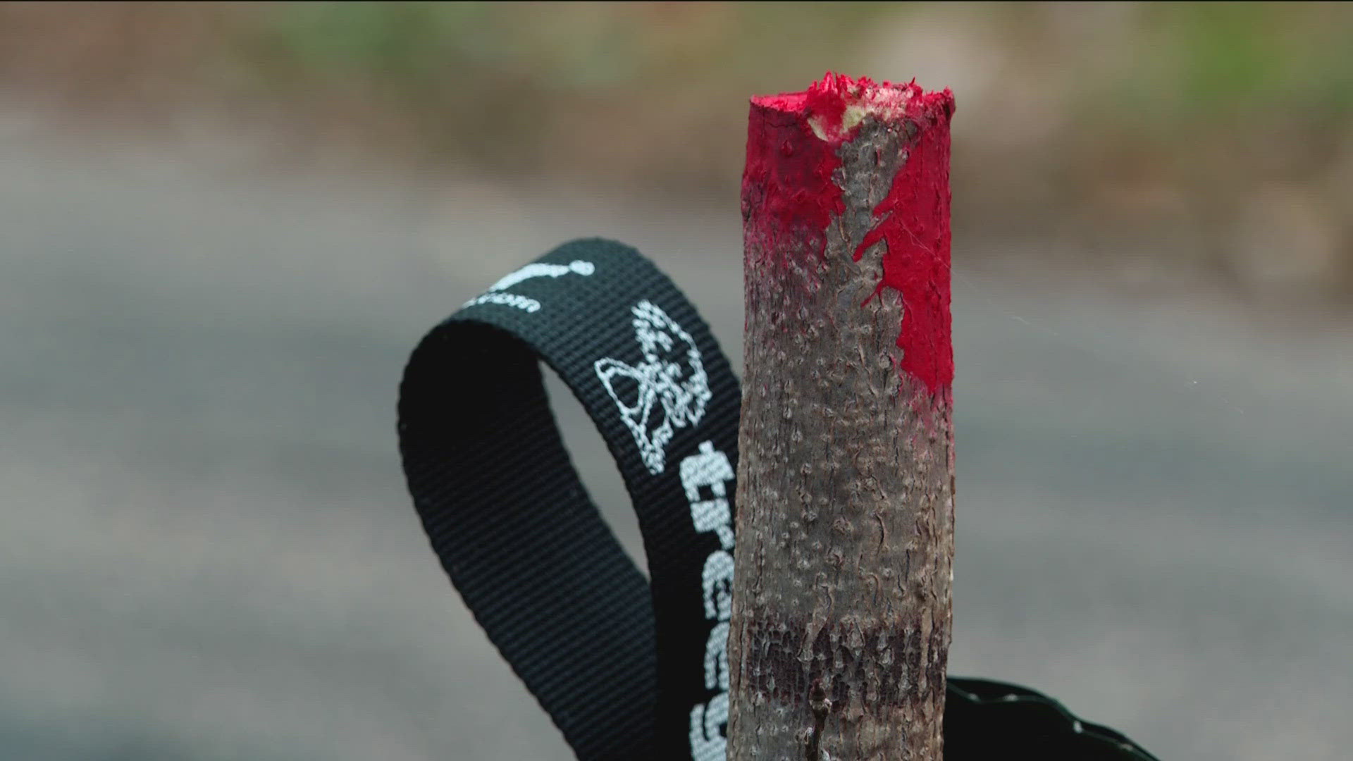 St. Paul Police said 32 trees on both sides of the bike trail along Shepard Road were sawed in half.