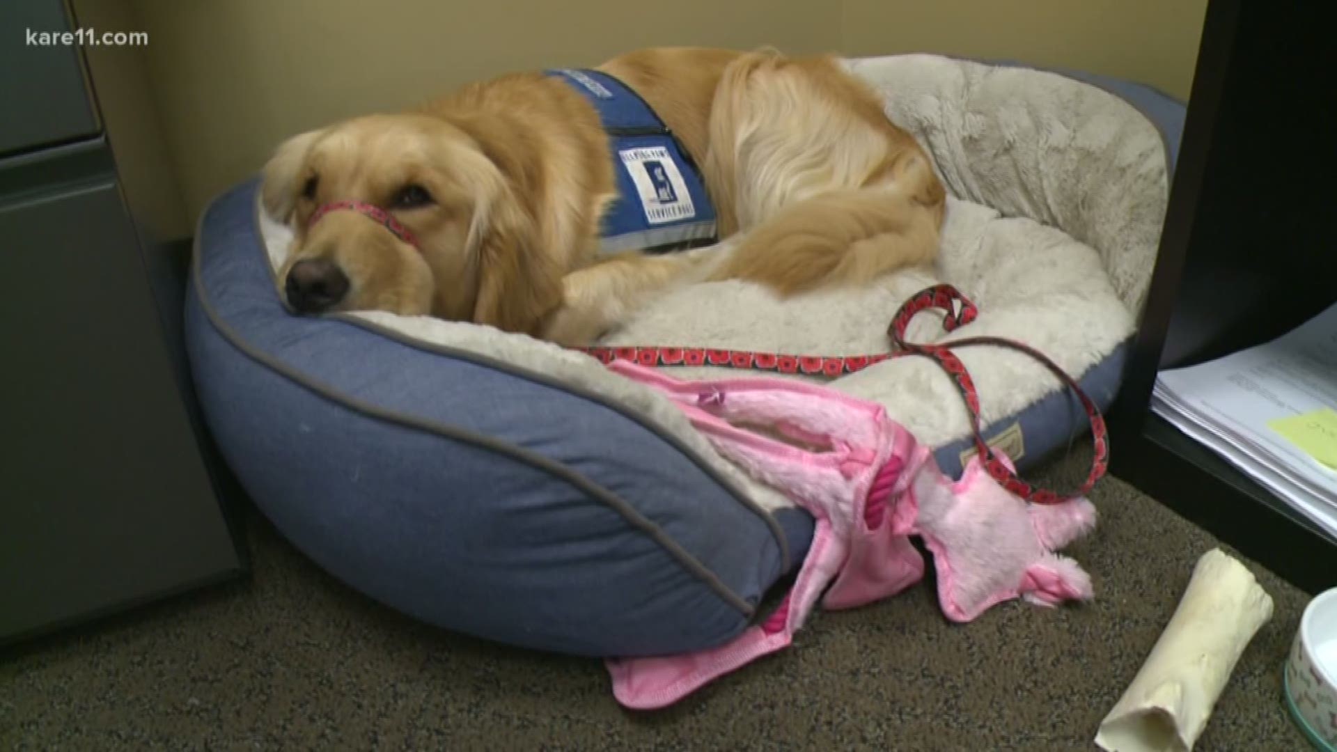 The Ramsey County Attorney's Office has a new employee, one that has four legs and lots of fur.  Heidi Wigdahl explains how the sweet pup is making a difference.