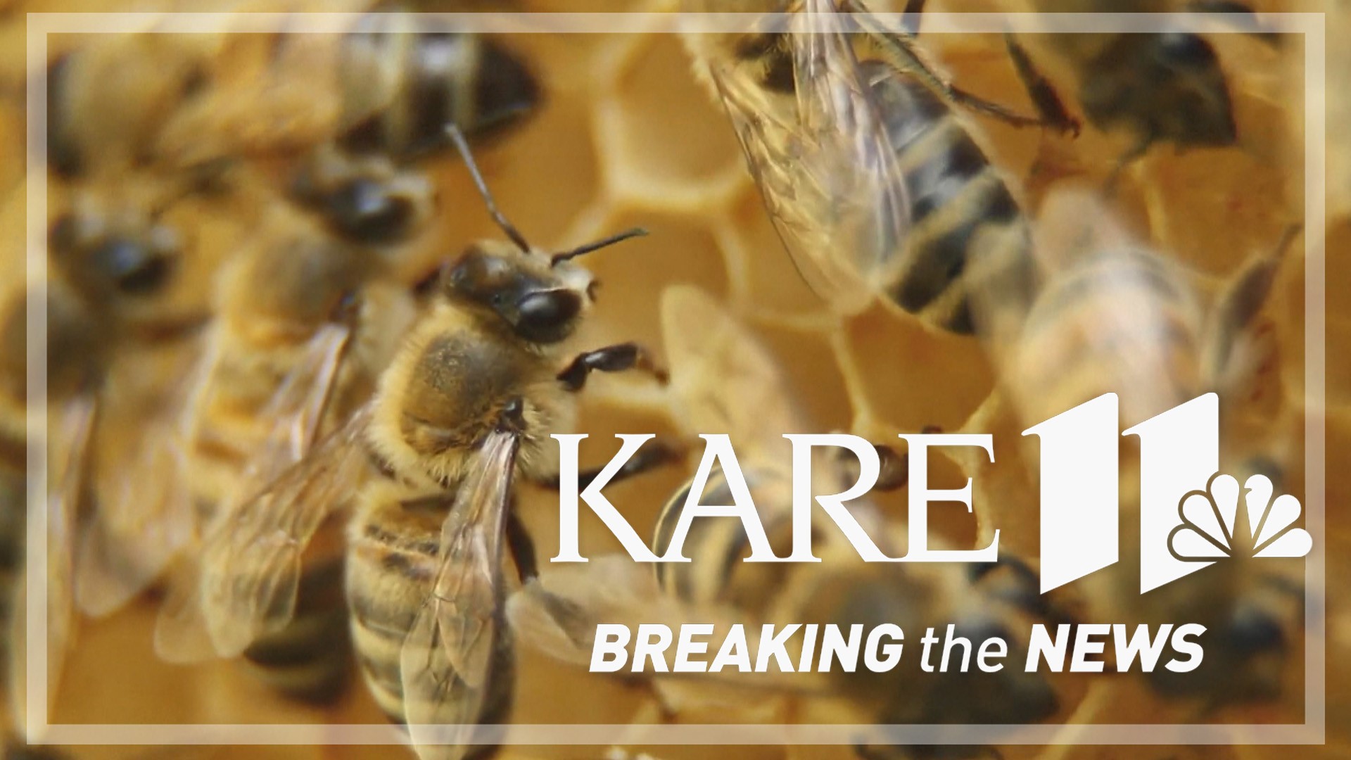 The new vaccine was created by Dalan Animal Health and it’s the first ever bee vaccine approved by the USDA.