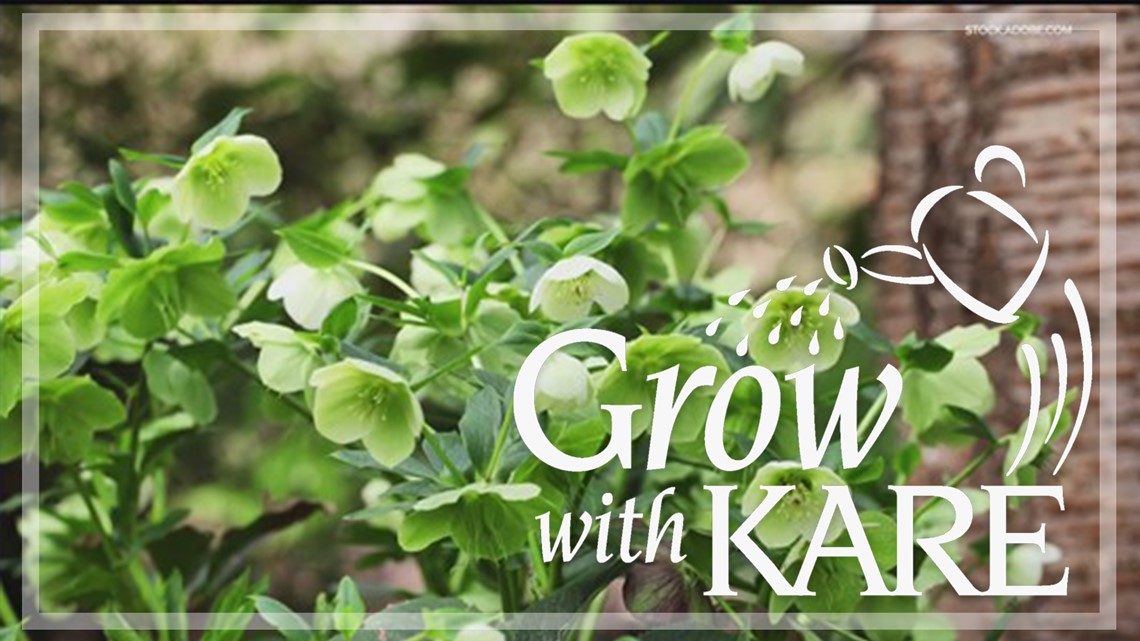 Grow with KARE: A brand new hellebore