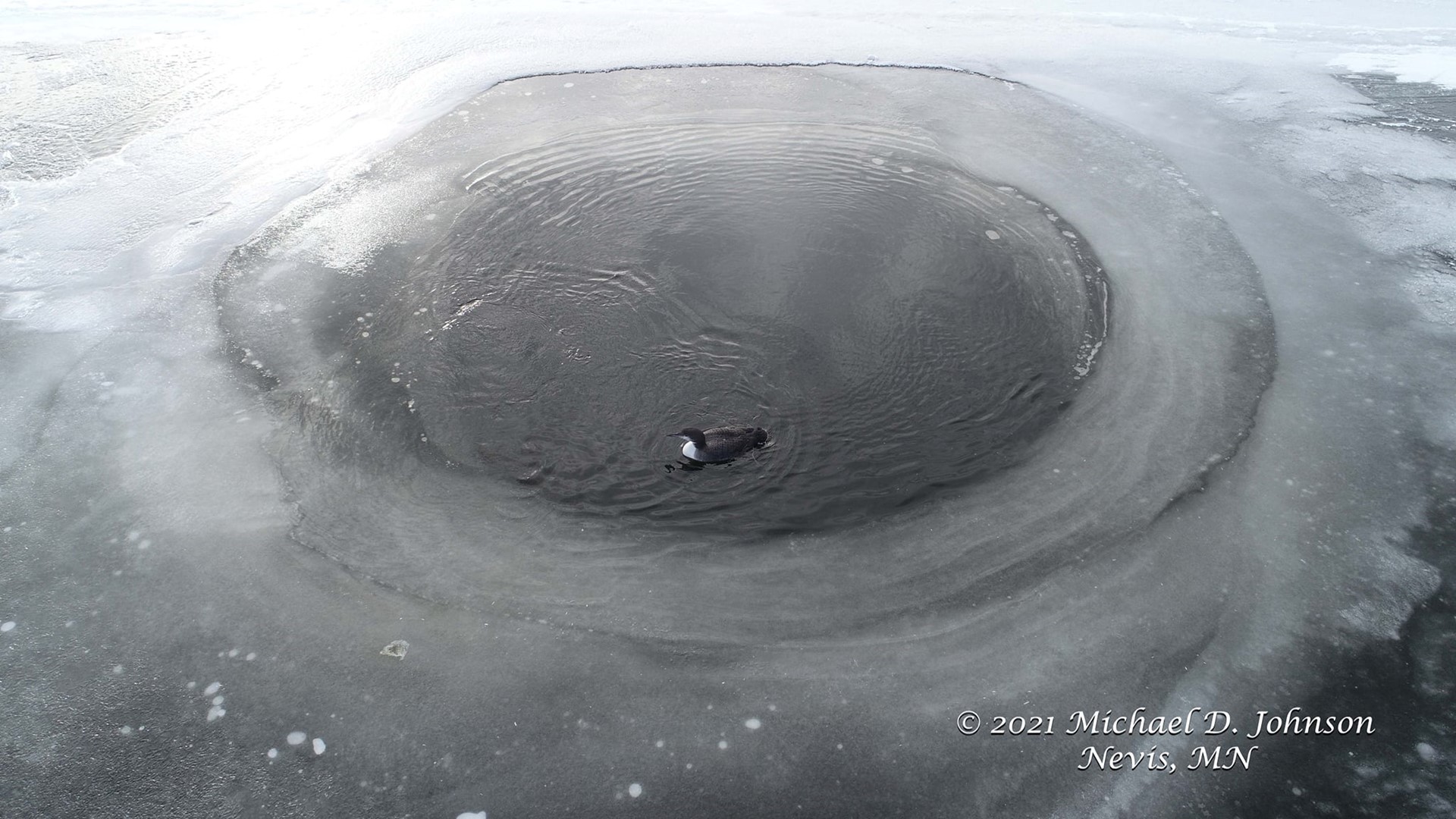 There's a loon stuck in a hole of a yet-to-be-frozen lake in Nevis, Minnesota.