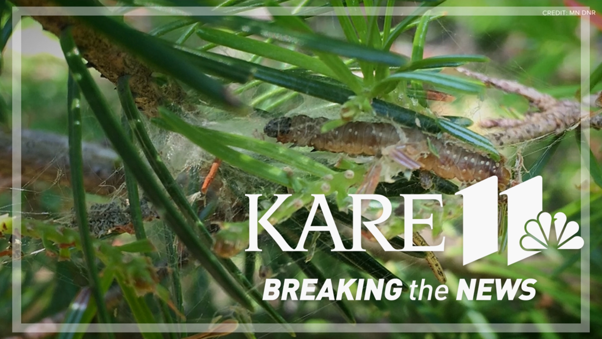 It's eating its way through balsam fir and spruce in what's now the worst outbreak in decades.