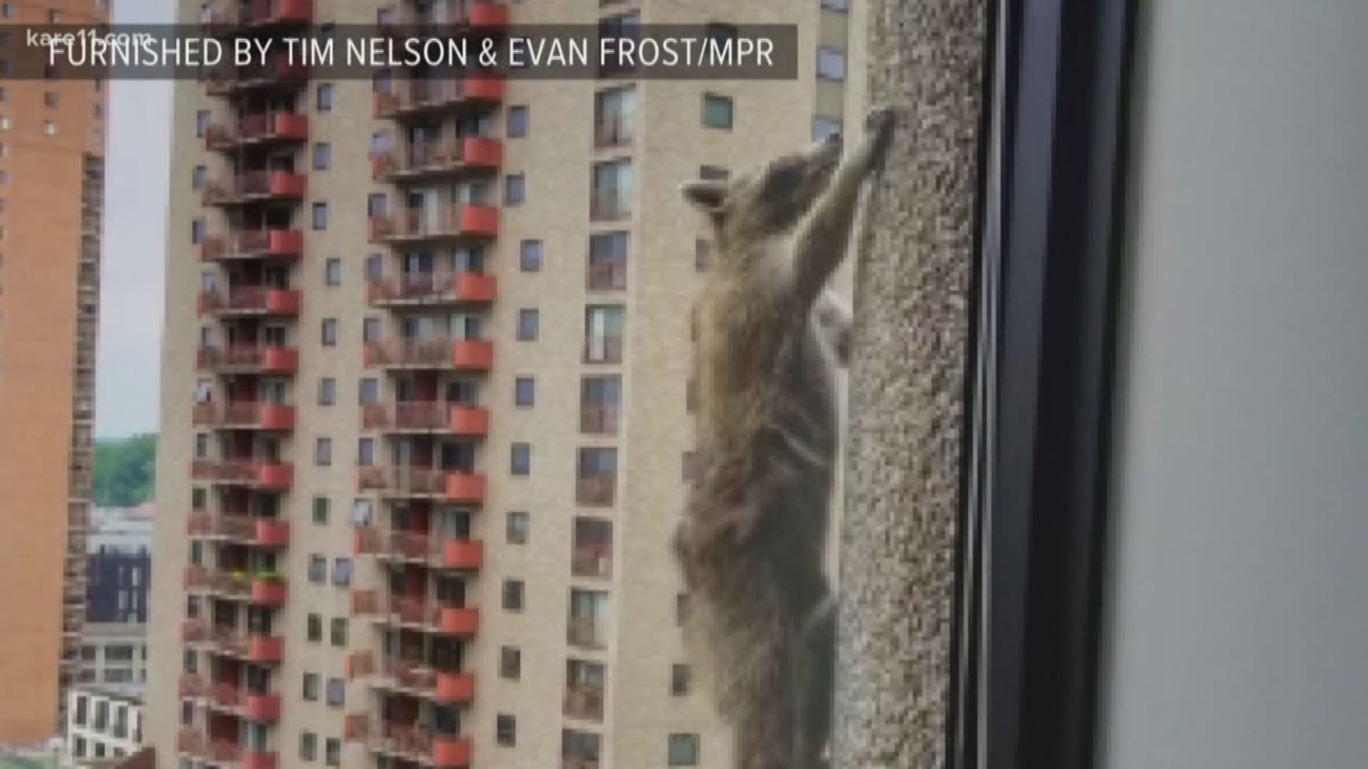 She's back in the wild, and KARE 11's Alicia Lewis has a recap on the MPR raccoon's wild 24 hours in the social media spotlight. https://kare11.tv/2JCgwGg� Subscribe to KARE 11: https://www.youtube.com/subscription_center?add_user=kare11 � Watch more K