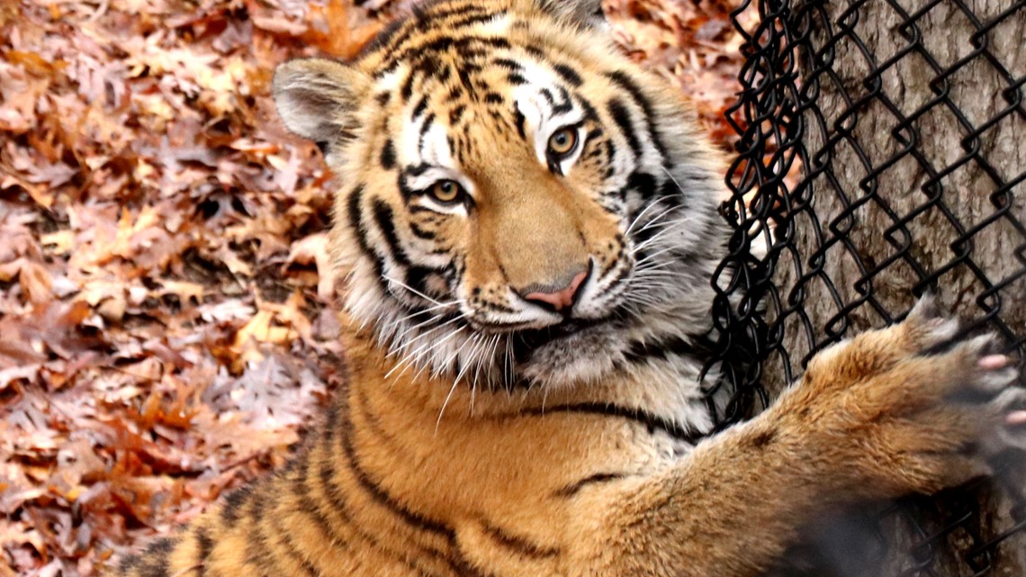 3 Amur tiger cubs born at Minnesota Zoo, Trending