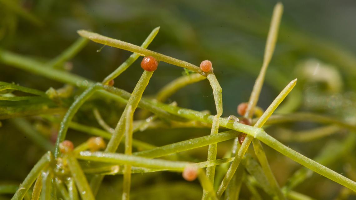 How to help officials look for invasive species in Dakota County - Vimarsana News